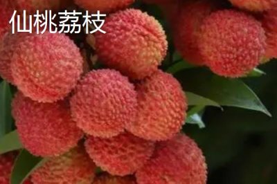 灵山荔枝品种,三月红的成熟时间最早