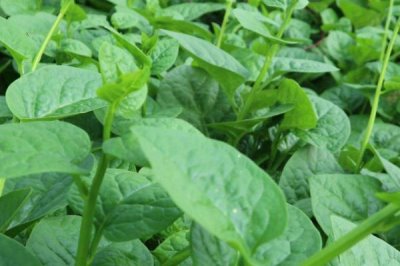 哪些蔬菜适合在夏天种植，包括豇豆、南瓜、丝瓜等品种
