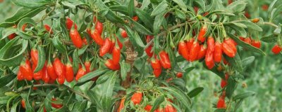 枸杞在哪里有产,我国宁夏是全国范围内最大的产地