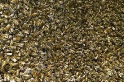 蜜蜂是如何扇风的，因蜂种不同而不同