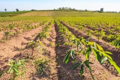 木薯施肥方法,块根膨大期应主施钾肥