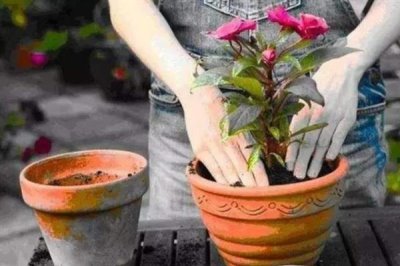 冬天给花卉换盆需要马上浇水吗，浇水保湿可加快服盆速度