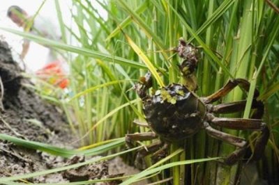 稻田养殖虾蟹的过冬方法,一般是在晴朗的天气进行投喂