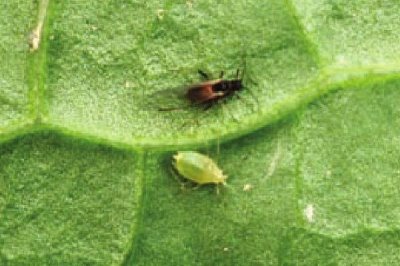 冬瓜瓜蚜危害症状,多群集在叶背、嫩茎和嫩梢刺吸汁液