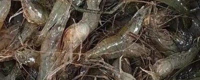 河虾和海虾有什么区别，前者呈青绿色、后者呈白色透明状