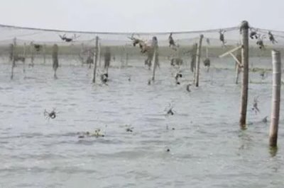 河蟹如何越冬，条件允许的情况下应该要注水2-3次