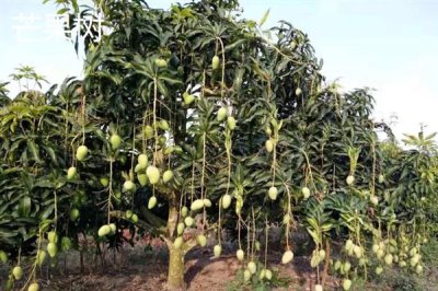 当前种什么果树有前景，阿克苏苹果、白猕猴桃等品种是不错的选择