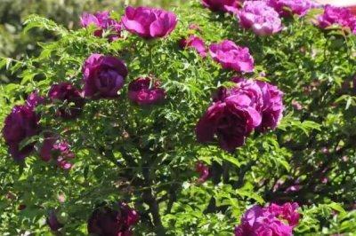 紫斑牡丹的种植方法,喜欢日照时间长的环境