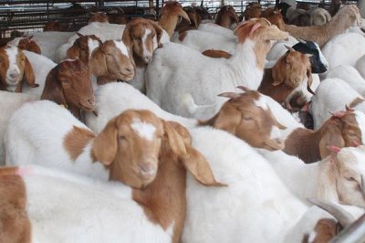 建设标准化养羊场的原则,羊舍面积应根据羊的数量和饲养方法而定