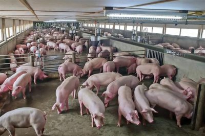 养猪需要办理哪些手续,首先要向养殖用地所在村委会提出申请