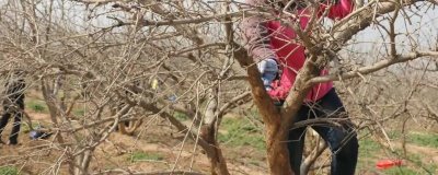 石榴为什么要整形修剪,是为了让石榴花多、果多、造形美