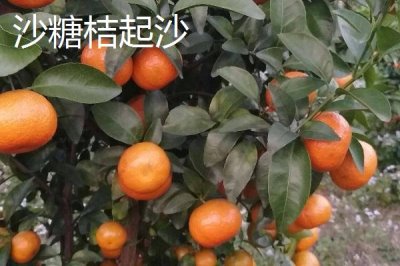 沙糖桔起沙和粗皮的区别，果皮厚度不同