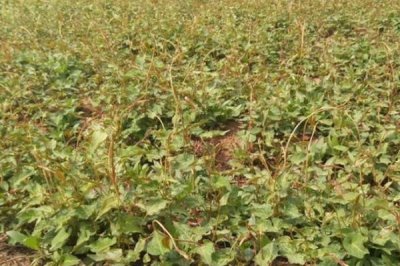 何首乌的繁殖方法,可种子、扦插和分株繁殖