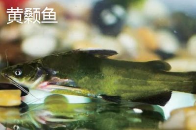 蚯蚓钓鱼法,是名副其实的“万能饵料”