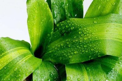 如何水培巴西木,每隔10天添加一次氮肥等肥料