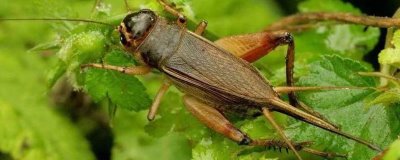 蛐蛐能活多长时间,可以存活141-151天