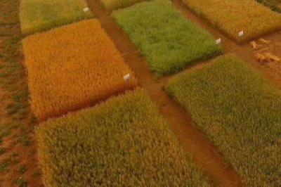 燕麦如何提高种子发芽率,适宜在我国北部种植