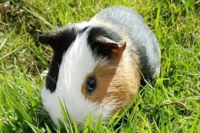 荷兰猪会不会咬人，逼急了也会咬人