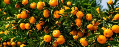 果树使用菌肥的好处,可改变根量、软化细胞壁等