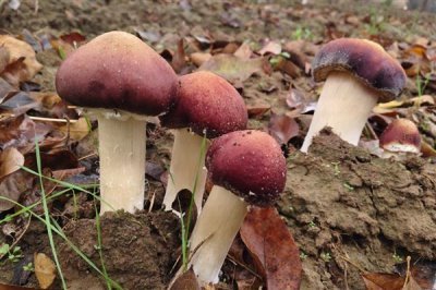 食用菌的种植市场,在我国市场需求大