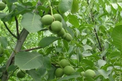 春季核桃种植注意事项,在春季未萌芽之前要及时浇水一次