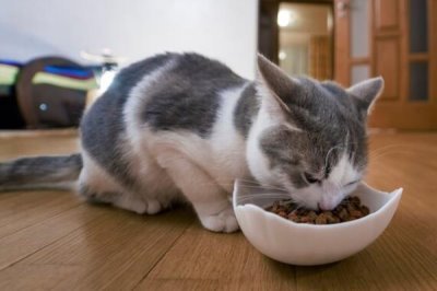 2个月大的猫咪吃什么，可以喂专用的幼猫粮