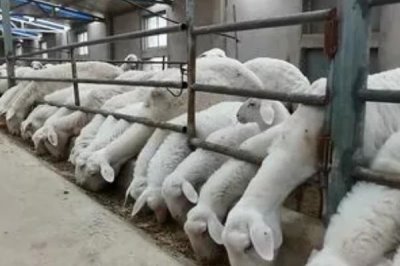 建设标准化养羊场的原则,羊舍面积应根据羊的数量和饲养方法而定