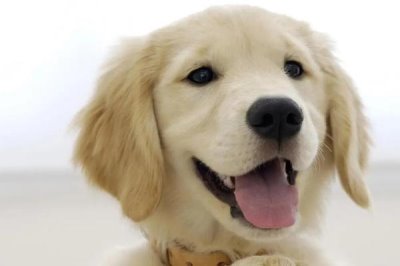 怎么解决狗狗口臭有腥味,如果是牙结石引起的可进行洁牙手术治疗