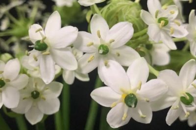 天鹅绒花的养殖方法,选择肥沃、疏松的酸性土壤