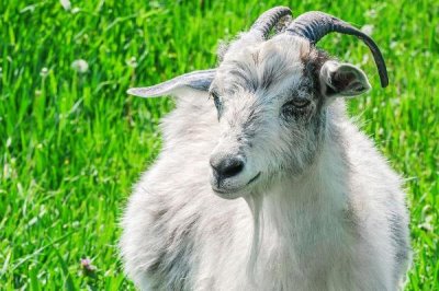 一只山羊重多少千克,大约为25千克