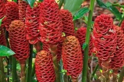 红球姜的亩产量,浇水过多容易减产