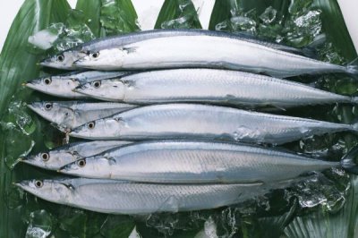 秋刀鱼是什么鱼,好吃但不可多吃