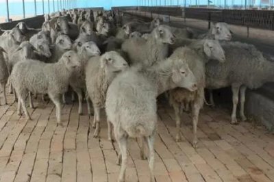 让羔羊安全越冬的方法，羊舍内要注意铺盖草帘