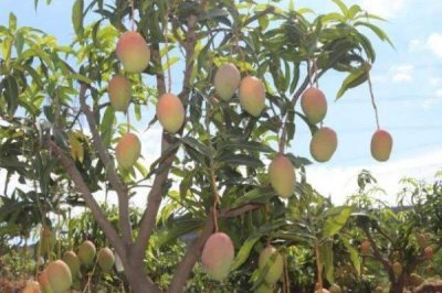 种植芒果的环境条件，适宜生长的温度在25℃左右