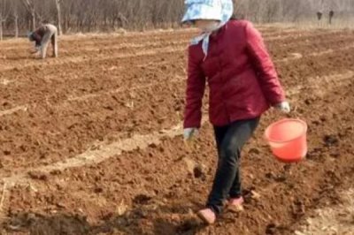 如何提高芝麻的产量,首先要选择优良品种