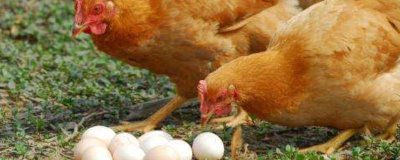 用醋喂鸡的间隔,每隔10天左右喂一次