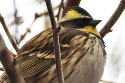 虎头凤喜欢吃什么饲料,以植物种子为主