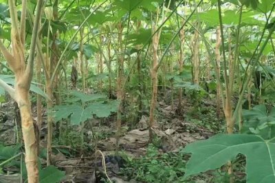 通草的适宜种植方法,条播为主要播种方式