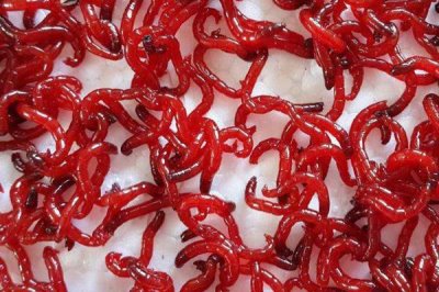 开春后的钓鱼时间,温度、气压和风向都是重要指标