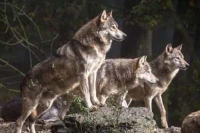 狼是不是哺乳动物,属于哺乳动物