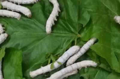 怎么养蚕,先将蚕具和蚕室进行彻底消毒