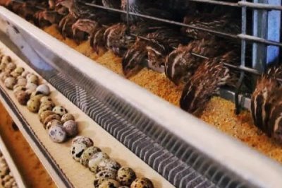 鹌鹑养殖常见问题,投喂过多的青料会排出绿色粪便