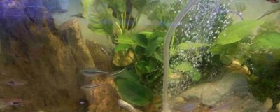 鱼缸有过滤器还要氧气泵吗，如果养殖密度大则需要