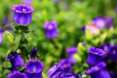 风铃草简介，花朵钟状似风铃