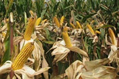 裕丰303R玉米种子介绍,适墒播种