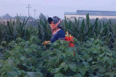 防治蚜虫用什么药，马拉硫磷、杀螟松、抗蚜威等药物均可起到灭杀效果