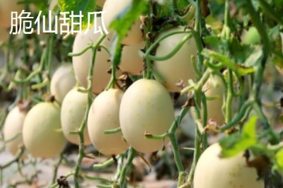 南方种甜瓜适合种什么品种,香妃、橙露、羊角蜜等品种皆可选择