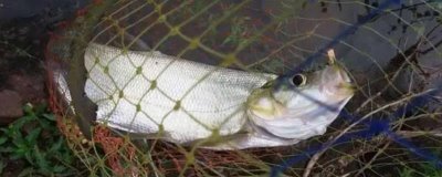 钓翘嘴鱼的技巧,钓点选择很关键