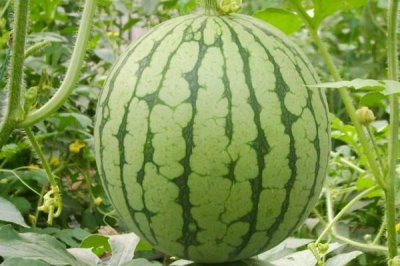 种哪些作物亩收入可达到上万元，西瓜、草莓、甜瓜等水果均为适宜选择