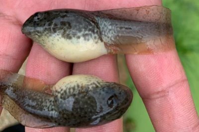 牛蛙蝌蚪简介，是牛蛙的幼体